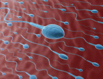 Spermoqramma analizi